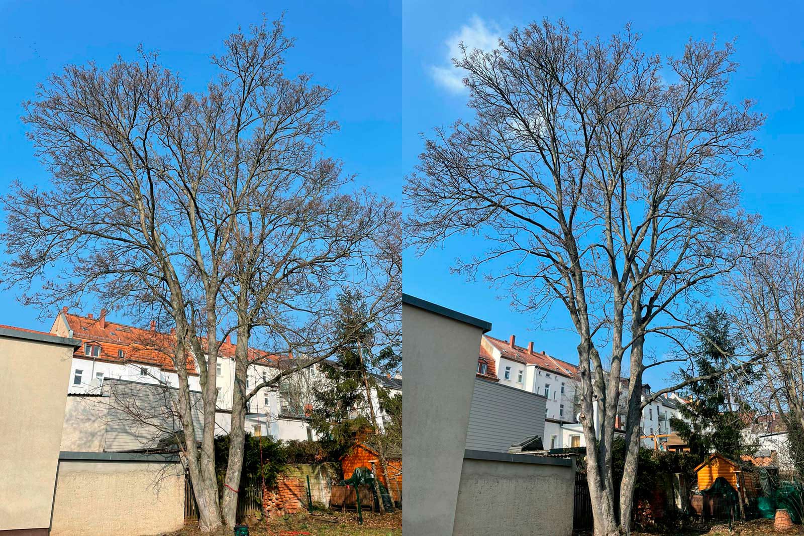 Baumpflege eines Ahorns in Leipzig/Gohlis Baumpflege eines Ahorns in Leipzig/Gohlis