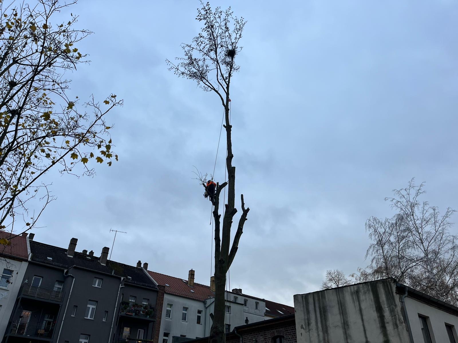 Ahornfällung in Leipzig/Schleußig