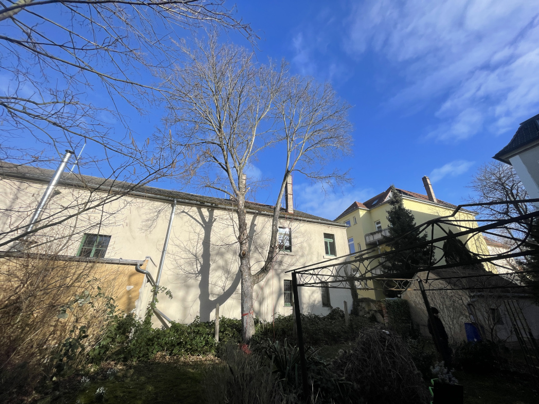 Baumfällung eines Ahorns in Markkleeberg Baumfällung eines Ahorns in Markkleeberg