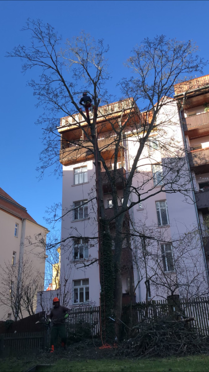 Ahornfällung Leipzig Gohlis