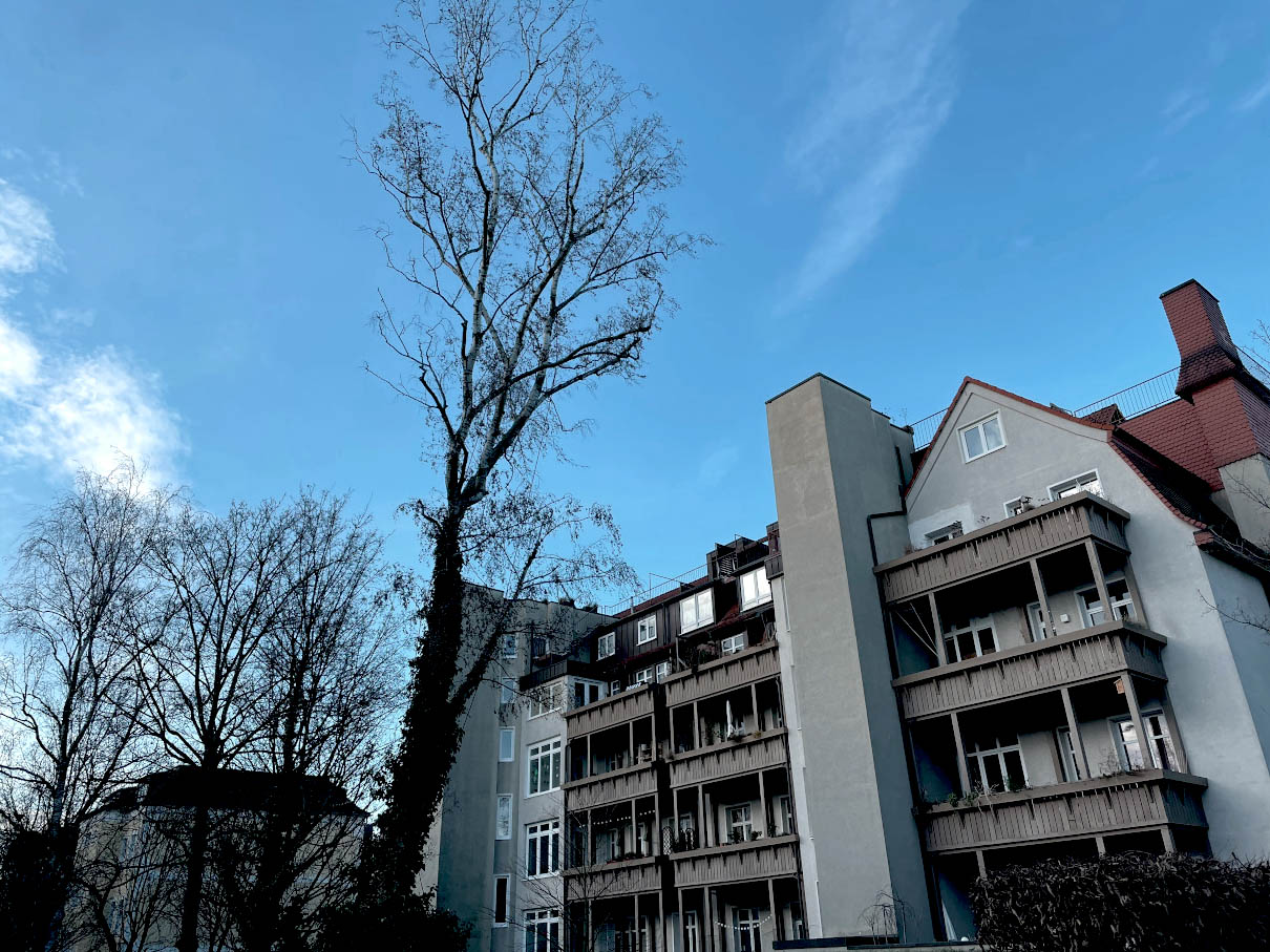 Baumfällung einer Birke in Leipzig-Gohlis