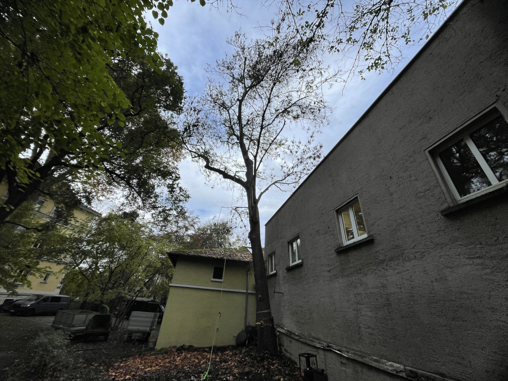 Baumfällung einer Esche in Leipzig