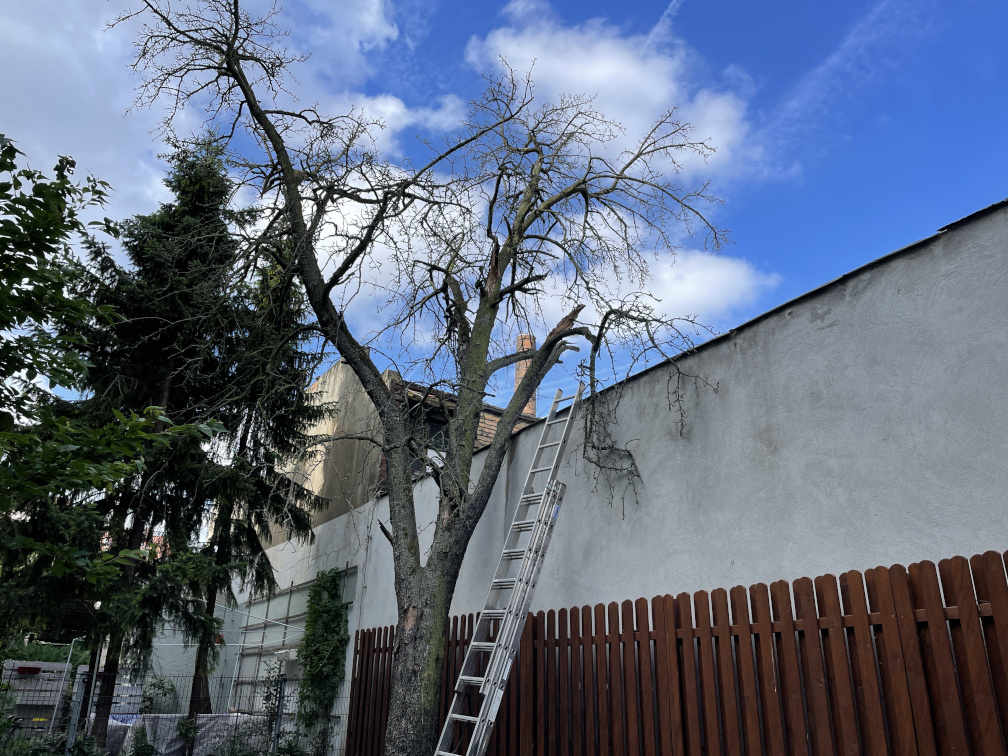 Baumfällung eines Birnbaumes in Leipzig