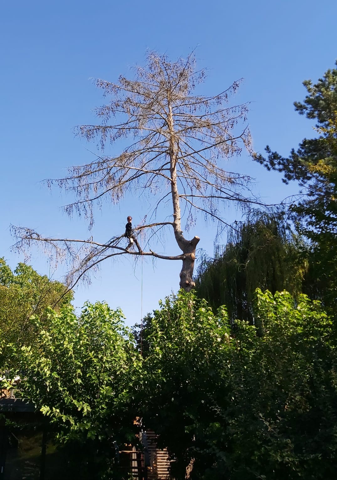 Fällung einer abgestorbenen Lärche in Leipzig/Stötteritz