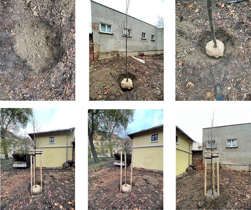 Baumpflanzung einer Linde in Leipzig