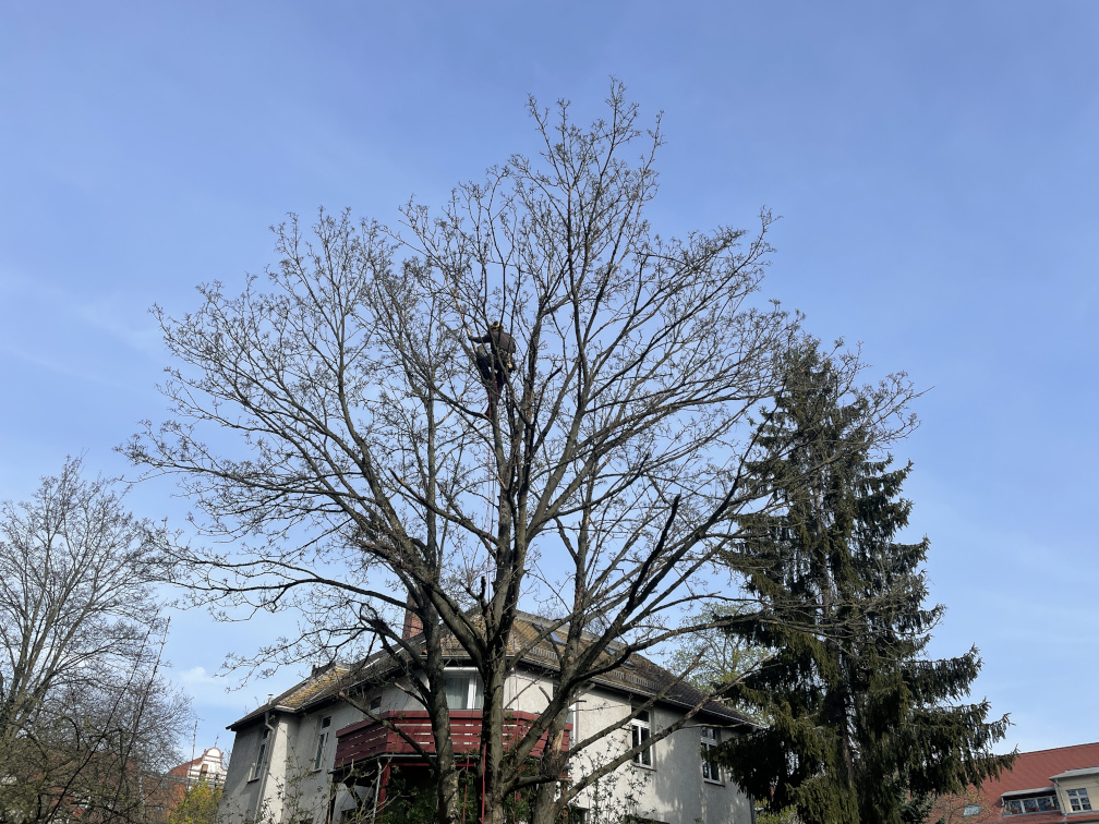 Baumpflege eines Bergahorns in Leipzig/Reudnitz