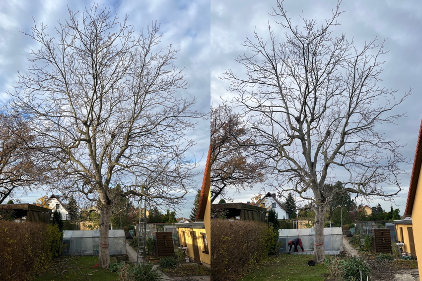 Baumpflege eines Nussbaumes