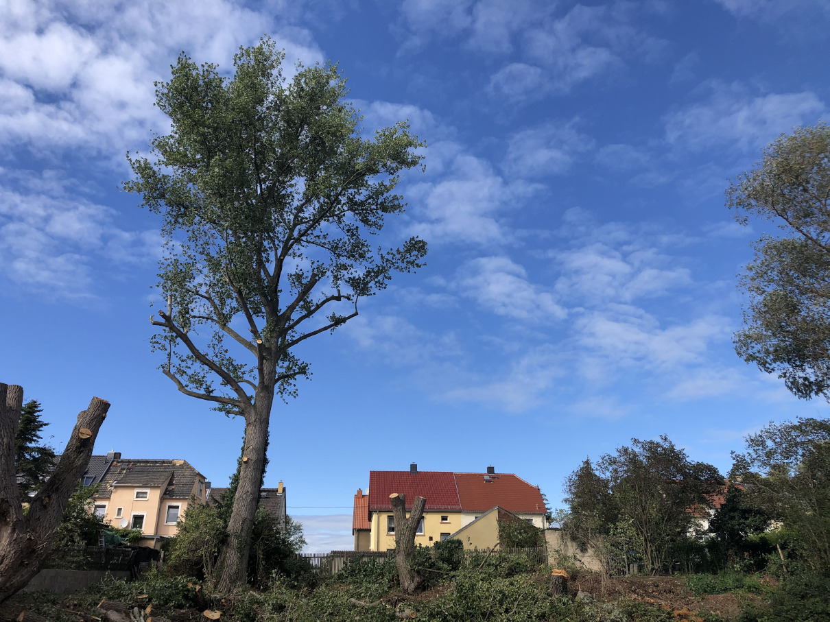 Baumpflege einer Pappel im Leipziger Umland Baumpflege einer Pappel im Leipziger Umland