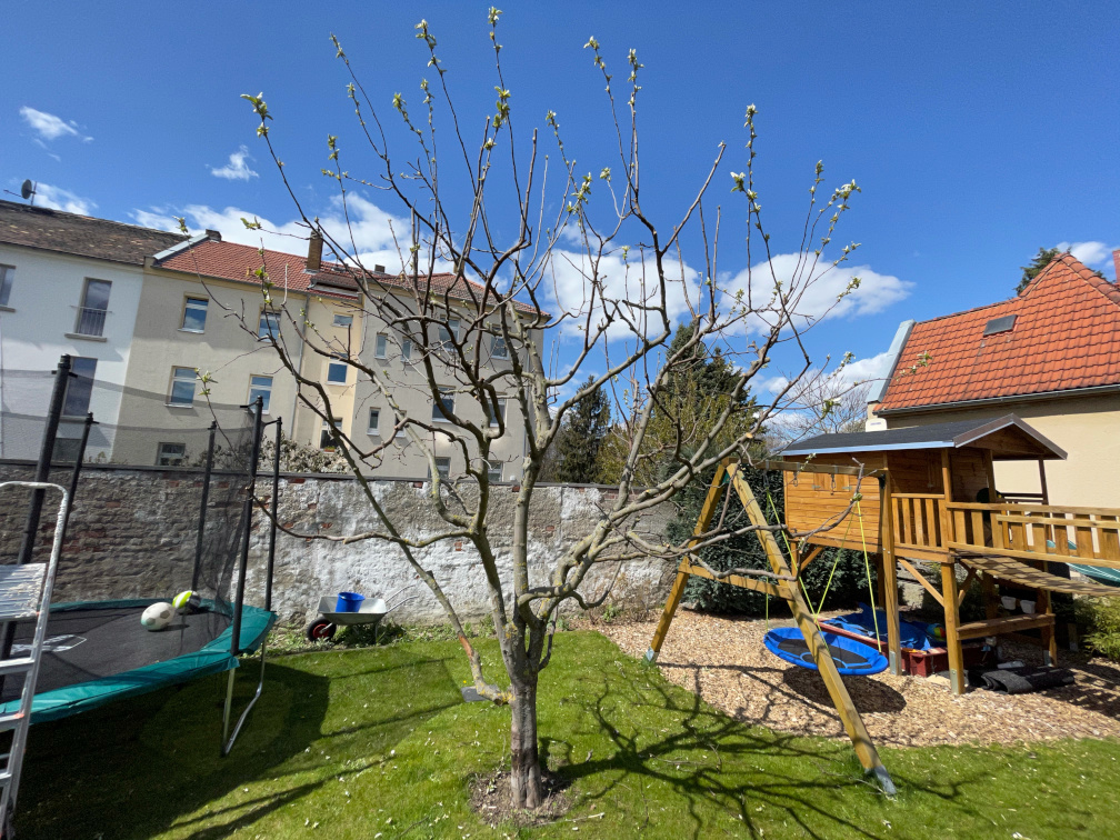  Baumpflege eines Quittenbaumes in Leipzig