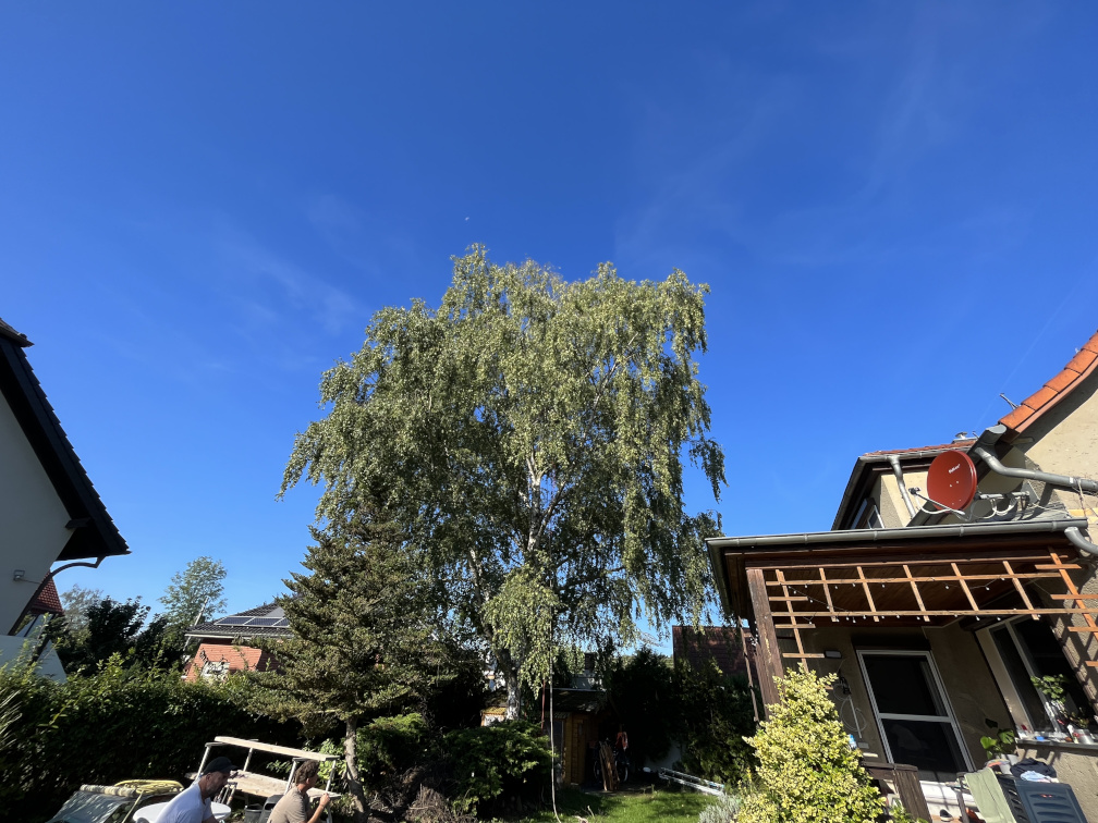 Kronenpflege einer Birke in Leipzig/Böhlitz-Ehrenberg