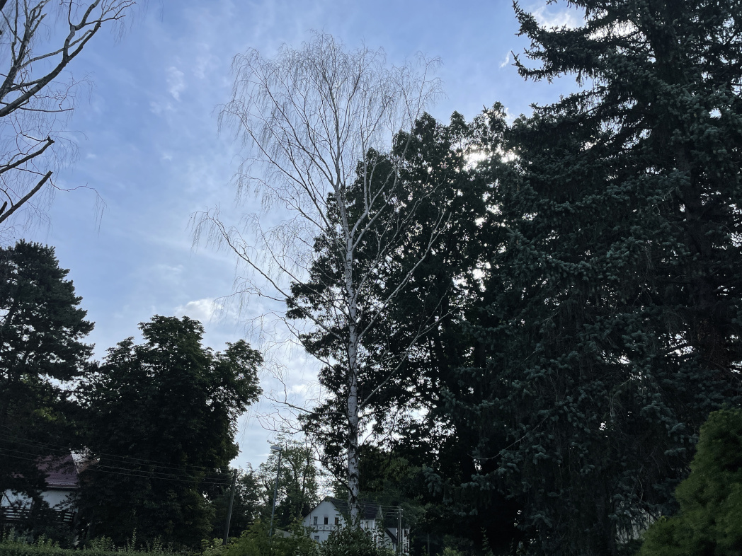 Baumfällung einer abgestorbenen Birke in Leipzig/Holzhausen