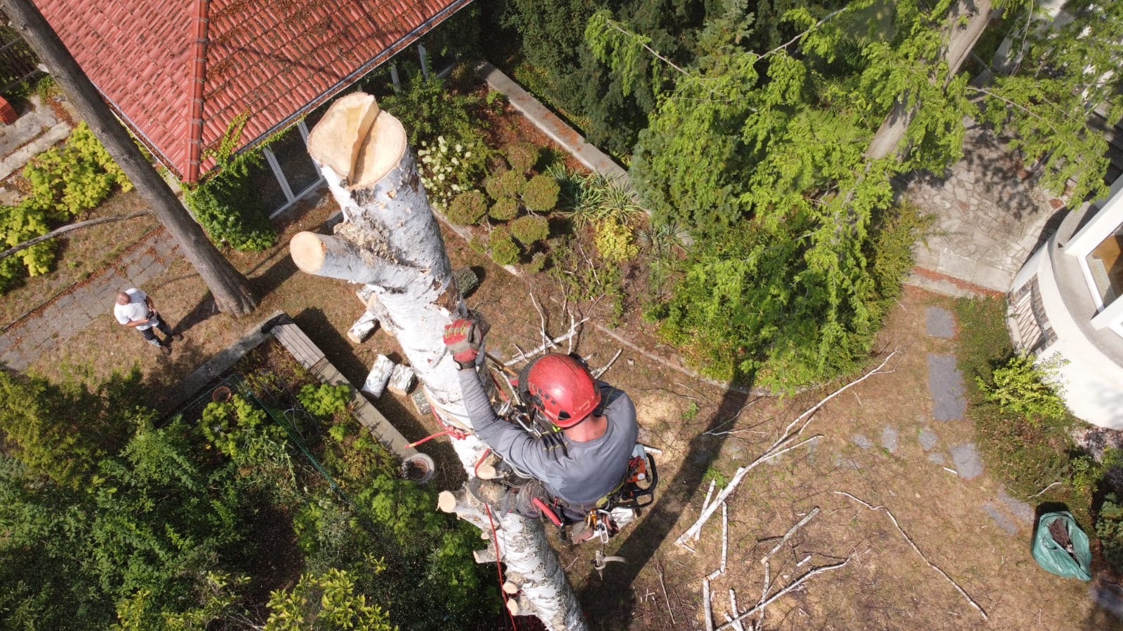 Baumfällung einer toten Birke in Leipzig/Markkleeberg