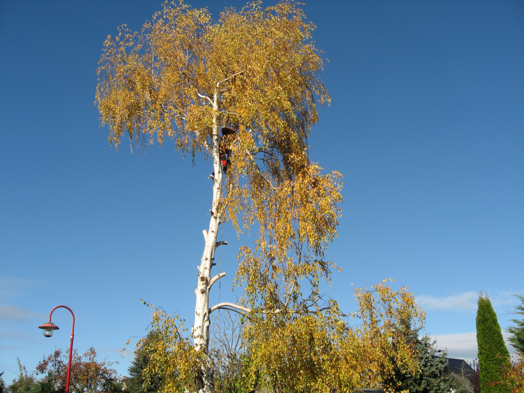Baumfällung einer Birke in Leipzig