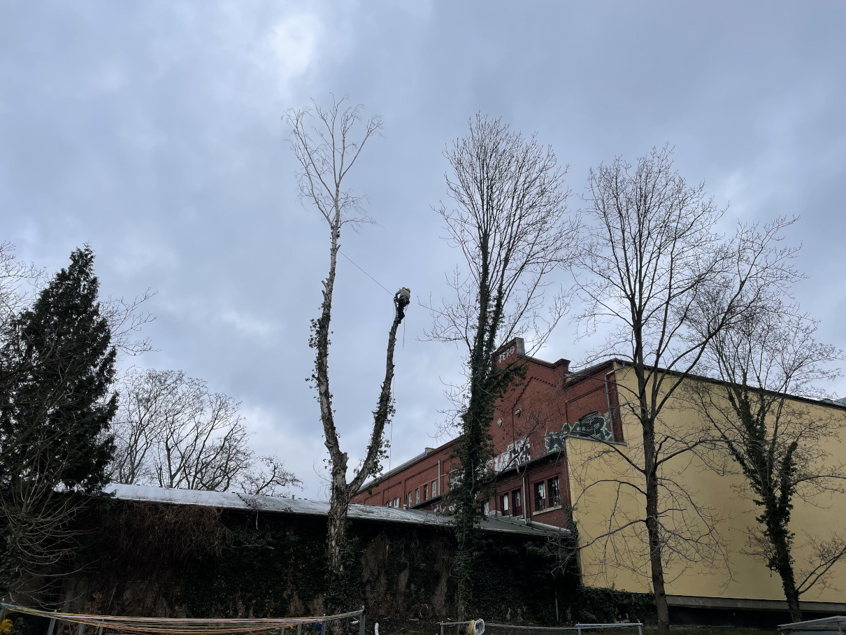 Baumfällung einer Birke in Leipzig-Connewitz