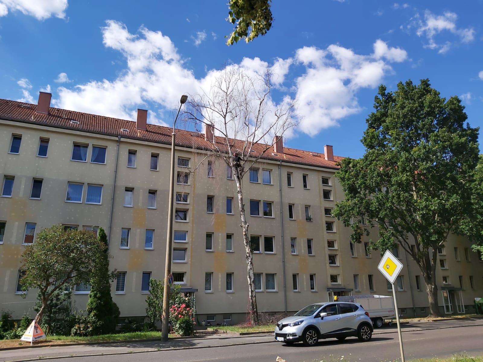 Baumfällung einer Birke in Leipzig/Mockau