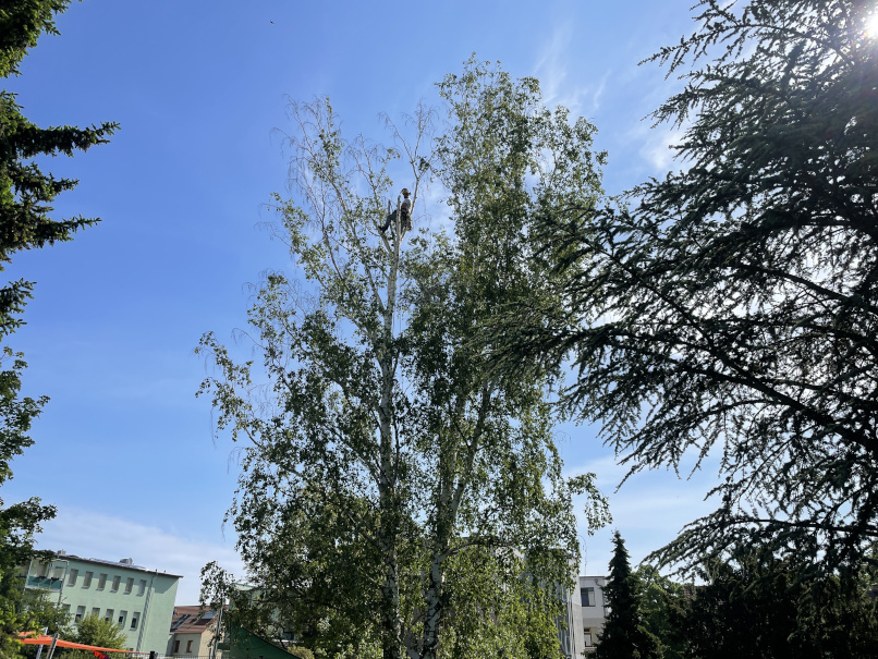 Baumpflege einer Birke in Leipzig/Großzschocher