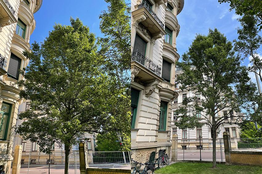 Baumpflege eines Birnbaumes in Leipzig