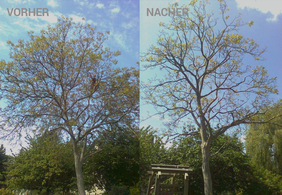 Kronenpflege eines Nussbaumes in Leipzig