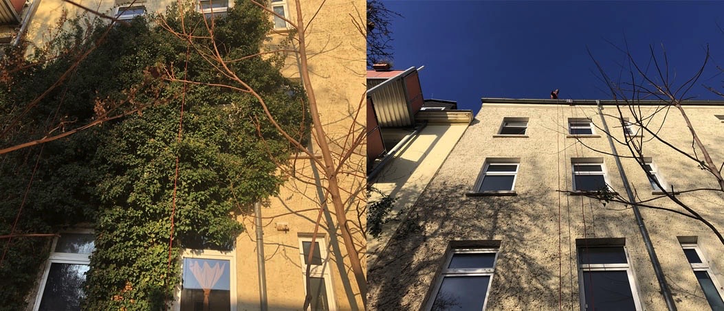 Efeuentnahme an Fassade in Leipzig