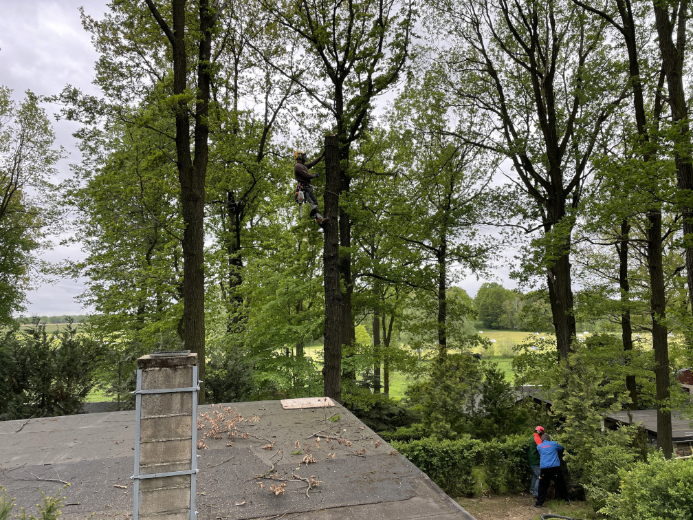 Baumfällung einer Eiche im Leipziger Umland