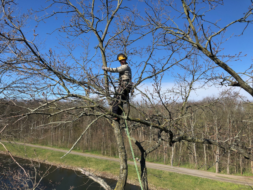 Kronenpflege einer Eiche in Leipzig