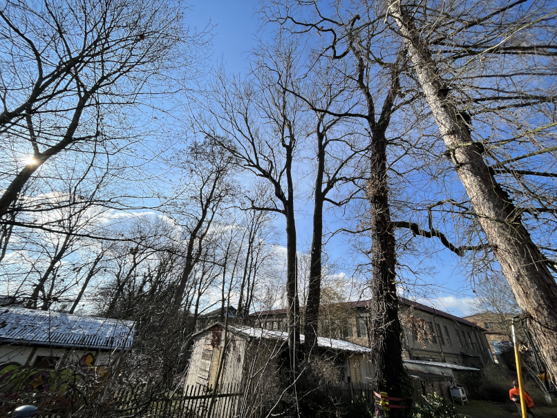 Baumfällung einer Esche in Saalfeld/Thüringen