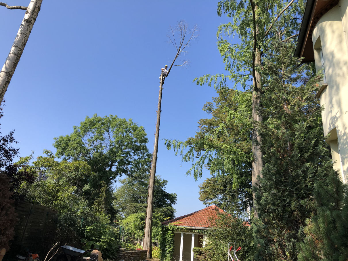 Baumfällung eines Mammutbaumes in Leipzig