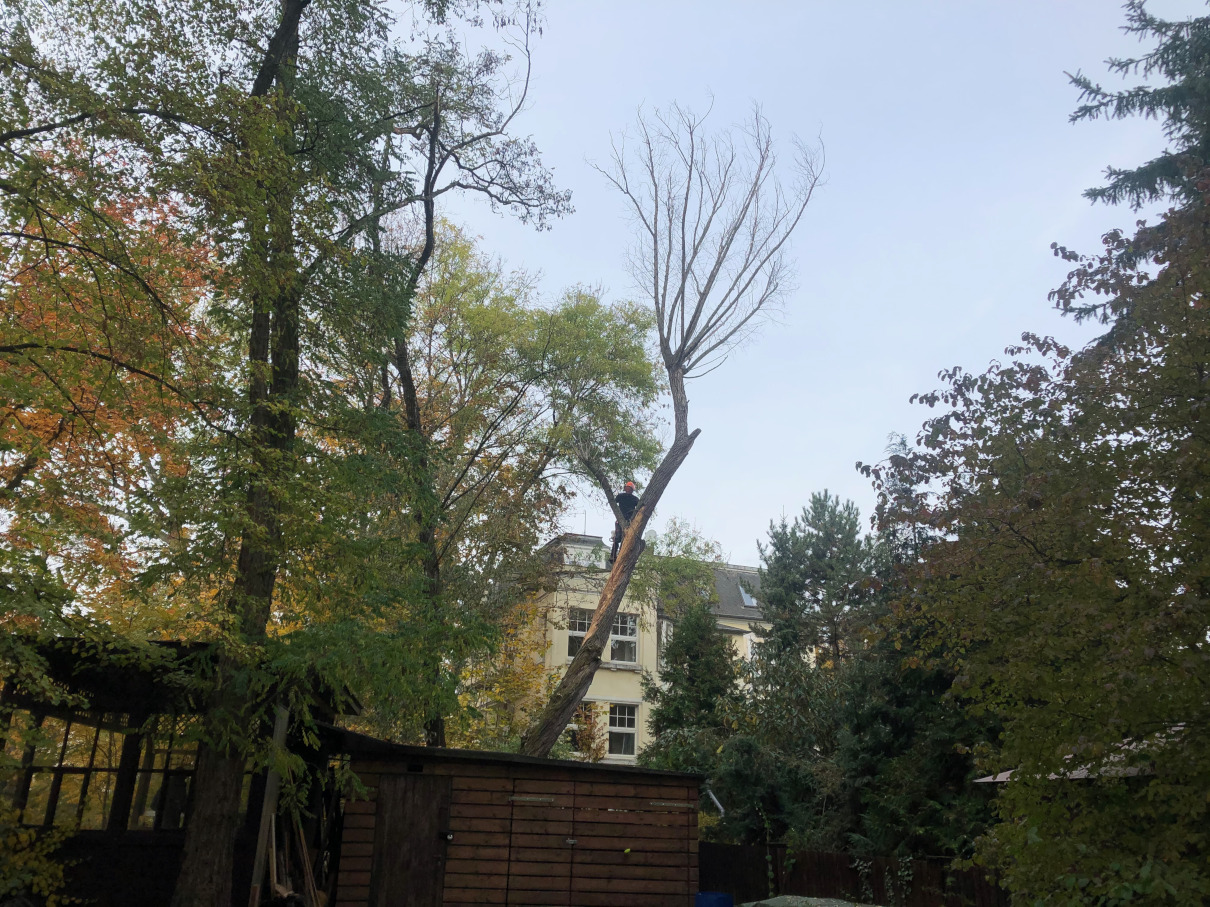 Fällung einer Weide in Leipzig/Leutzsch