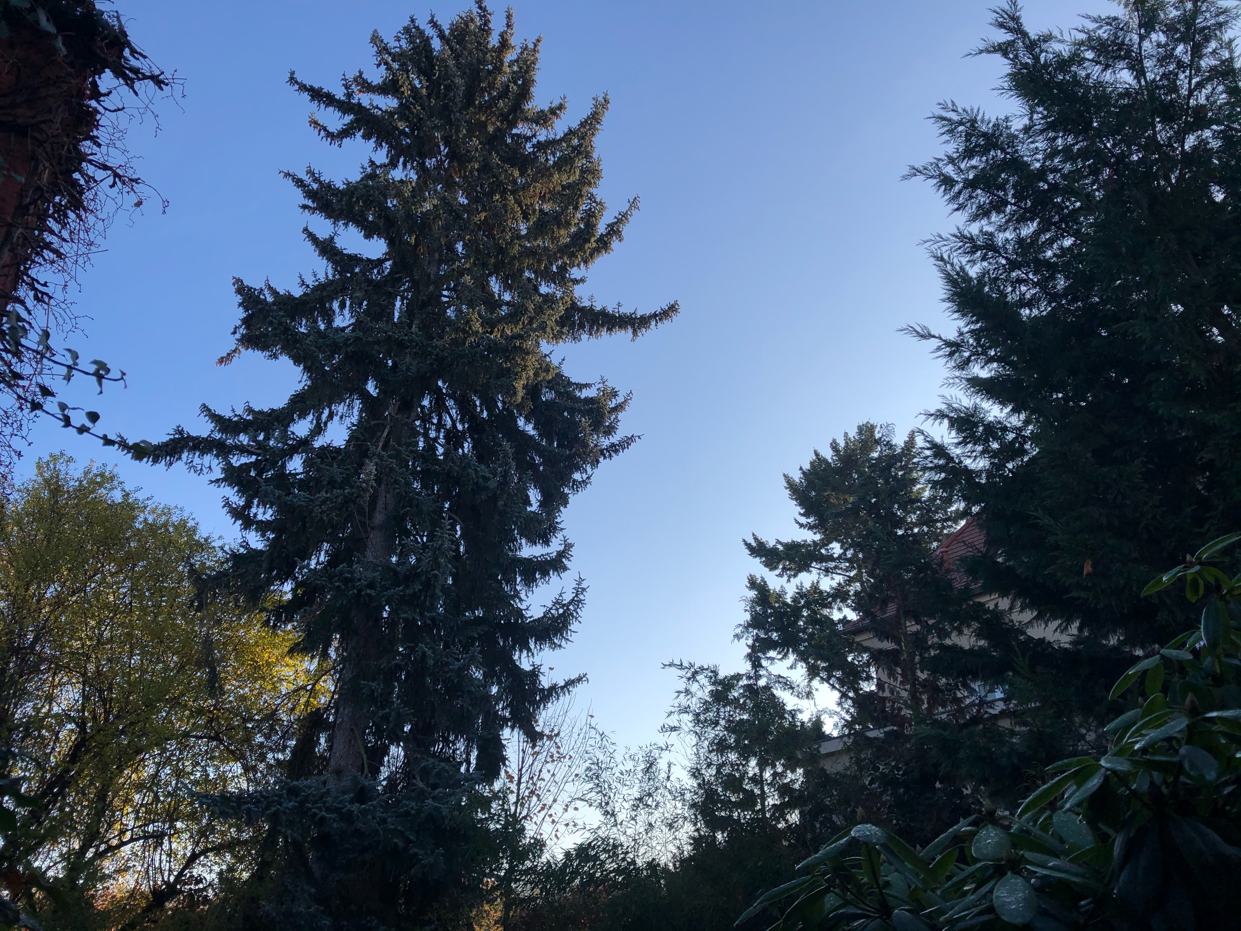 Baumfällung einer Fichte in Leipzig-Schleusig