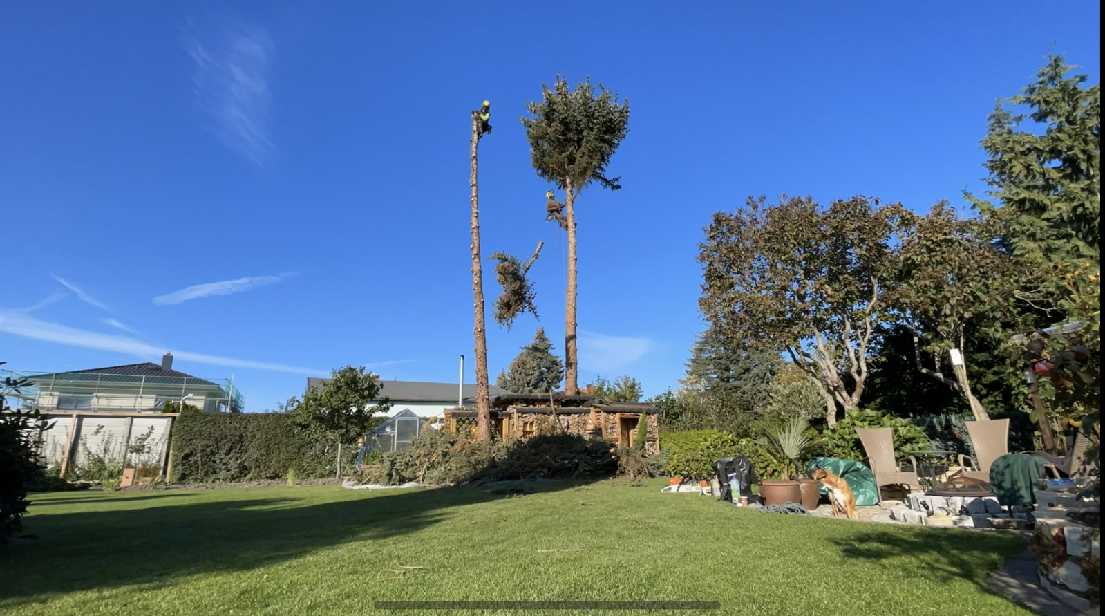 Fichtenfällung in Leipzig