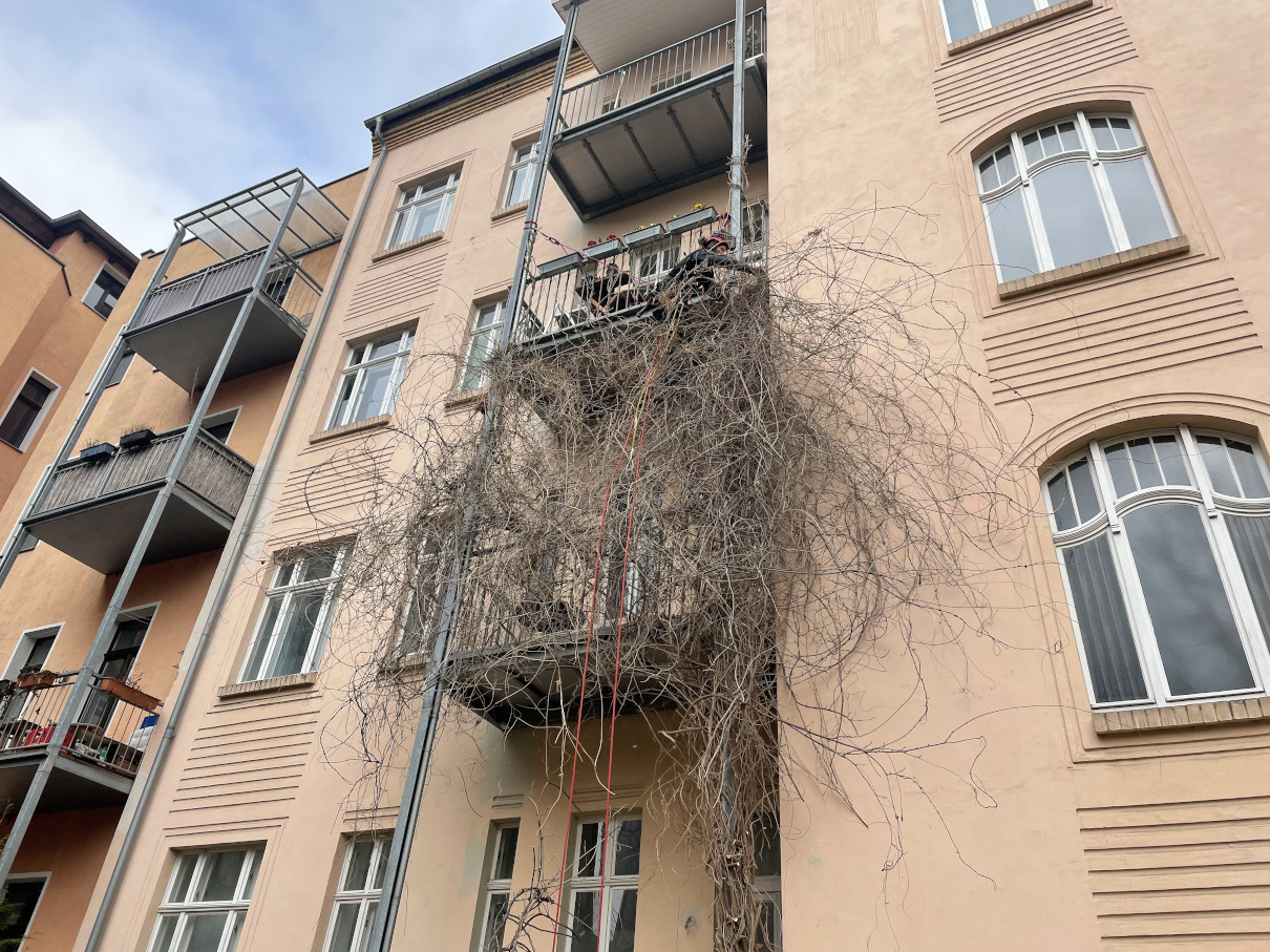 Baumpflege einer Glyzinie im Leipziger Zentrum Baumpflege einer Glyzinie im Leipziger Zentrum