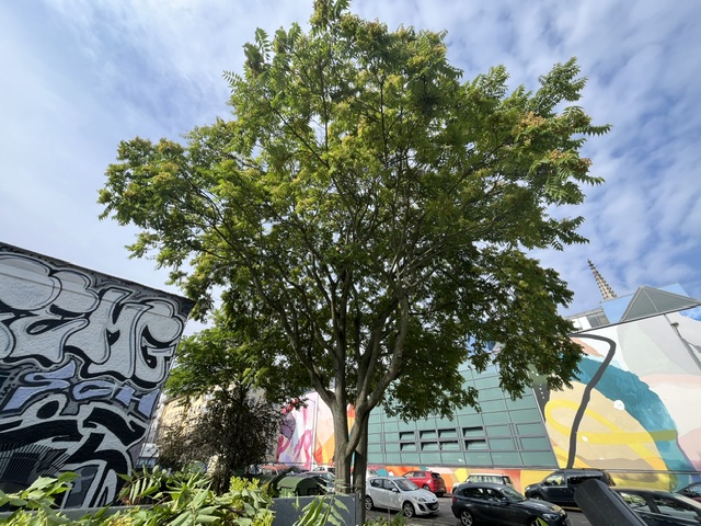Baumpflege eines Götterbaums in Leipzig Zentrum-Südwest