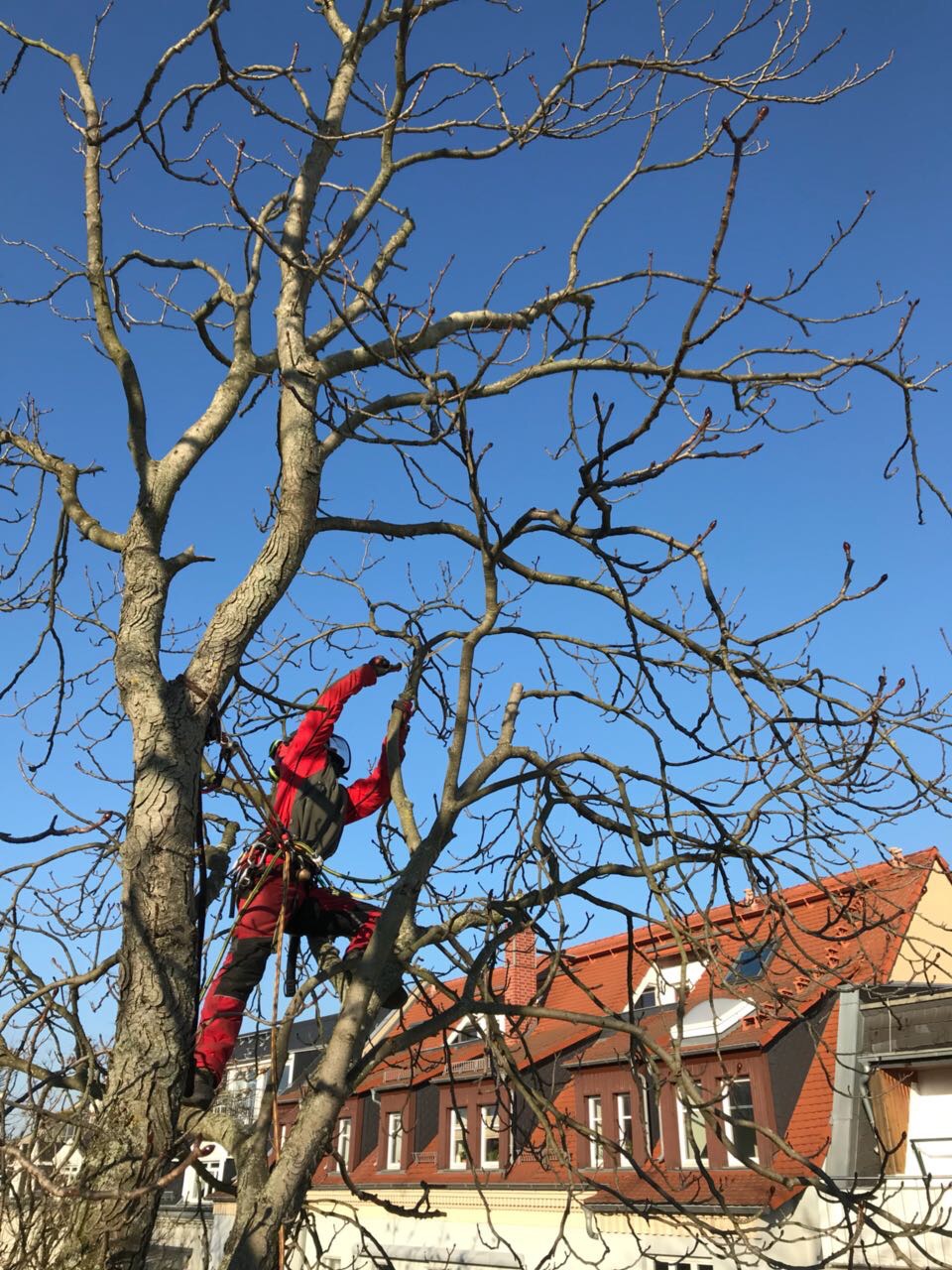 Kronenpflege einer Kastanie in der Leipziger Innenstadt