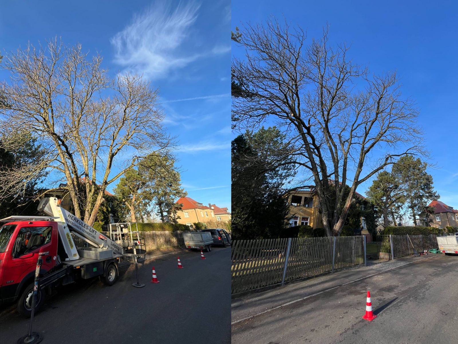 Kronenpflege einer Kastanie in Leipzig/Gundorf