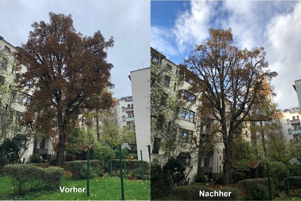 Kronenpflege einer Kastanie im Leipziger Waldstraßenviertel Kronenpflege einer Kastanie im Leipziger Waldstraßenviertel