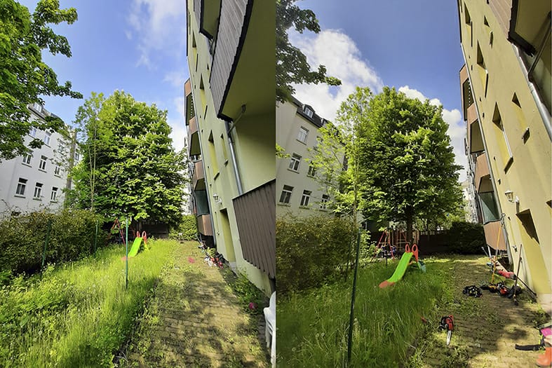 Baumpflege einer Kastanie in Leipzig