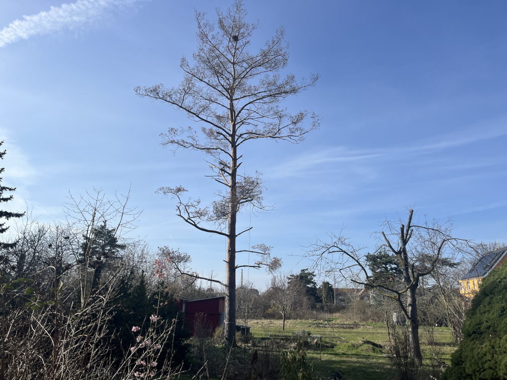 Kieferfällung Leipzig/Leutzsch