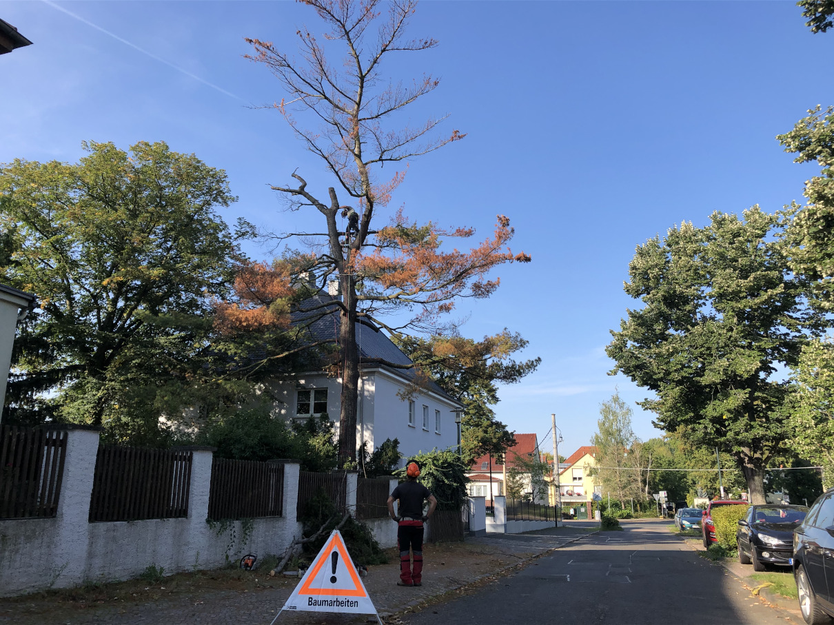 Baumfällung einer Weymouthskiefer in Leipzig