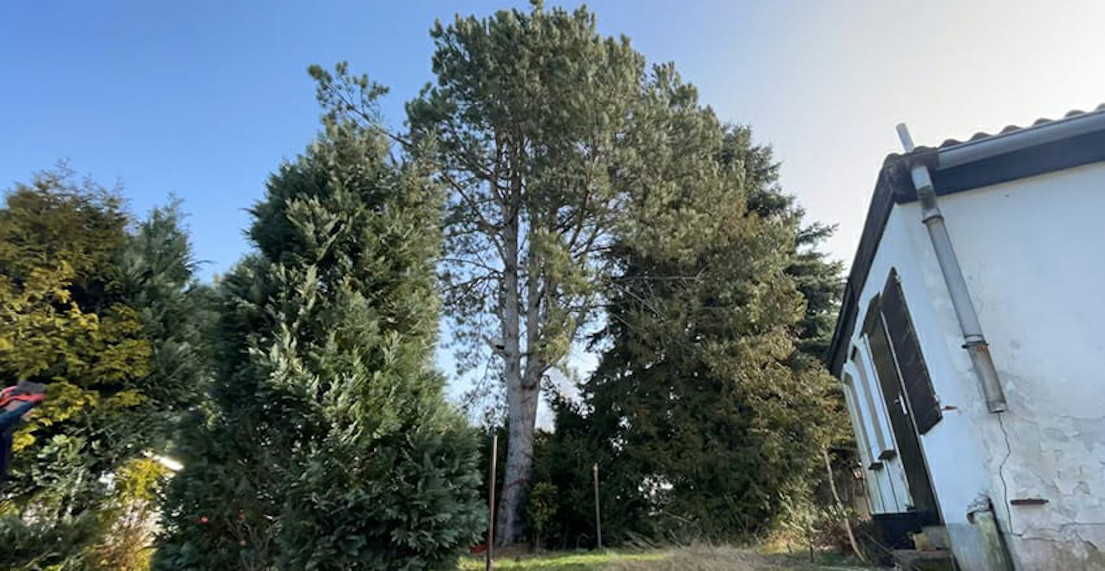Baumfällung einer Schwarzkiefer in Leipzig