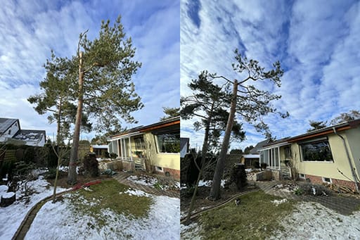 Kroneneinkürzung einer Kiefer in Leipzig/Grünau