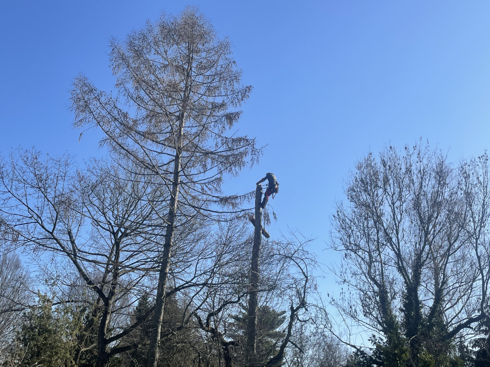 Baumfällung mehrerer Kiefern in Leipzig/Leutzsch Baumfällung mehrerer Kiefern in Leipzig/Leutzsch