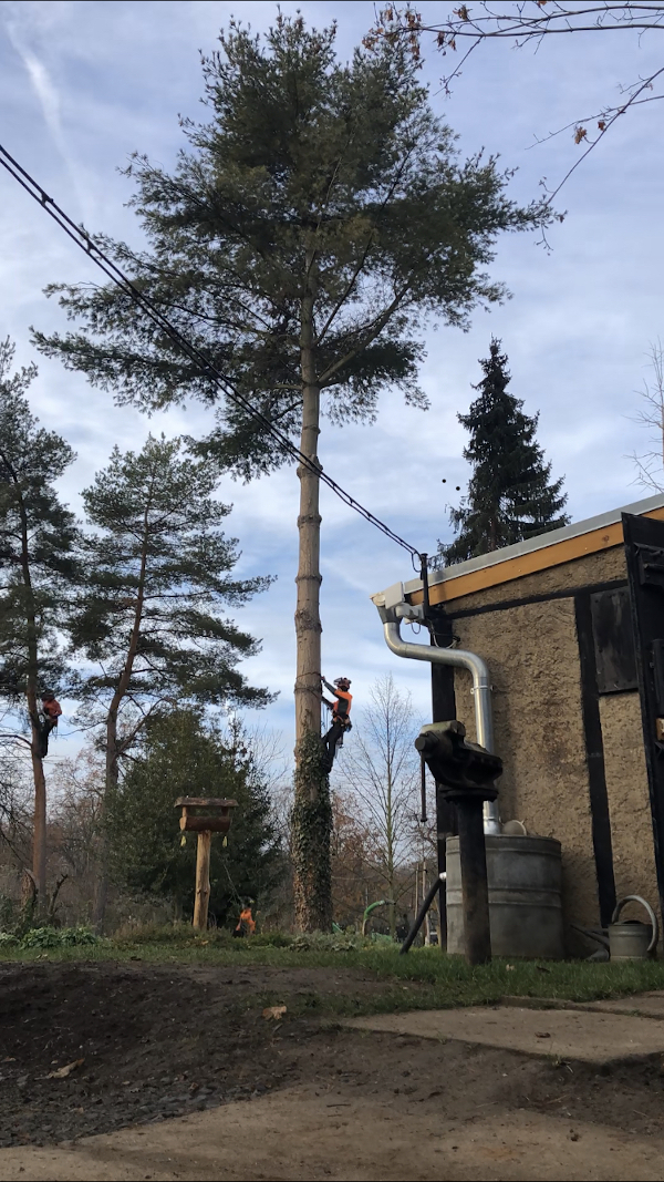 Baumfällung einer Kiefer im Leipziger Umland