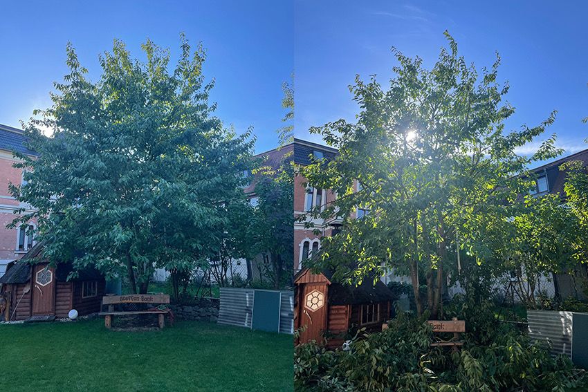 Kronenpflege eines Kirschbaumes in Leipzig/Böhlitz-Ehrenberg