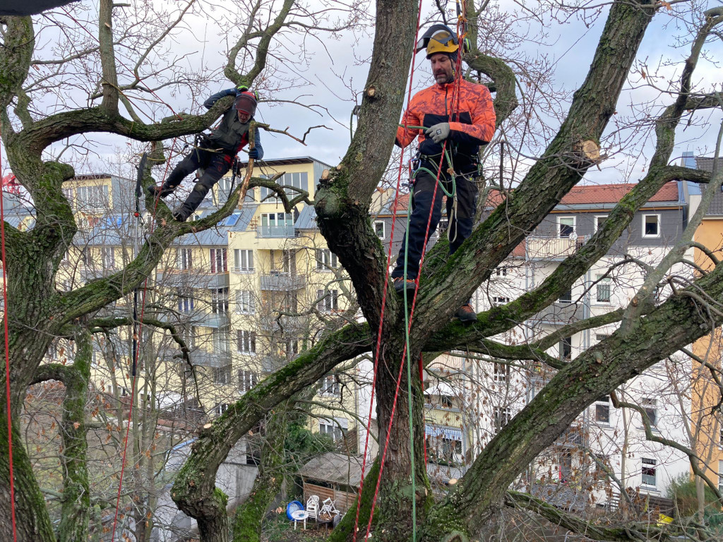 Baumpflege einer Eiche