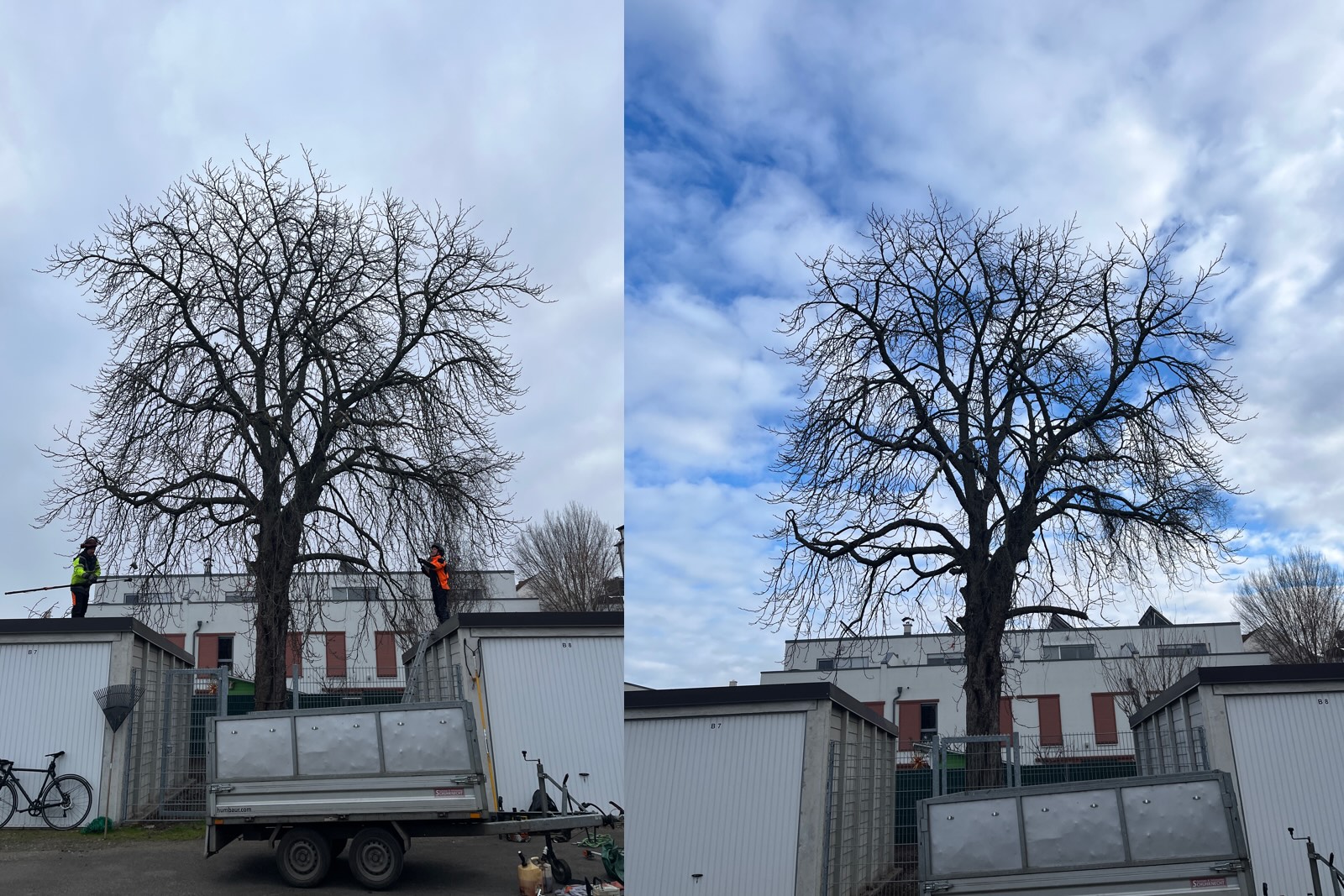 Kronenpflege einer Kastanie in Leipzig