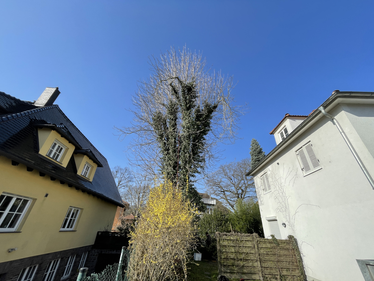 Kronenpflege einer Kastanie in Leipzig/Schleußig