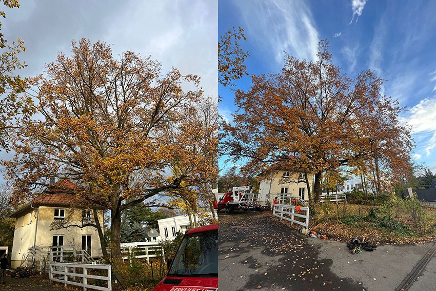 Kronenpflege einer Eiche