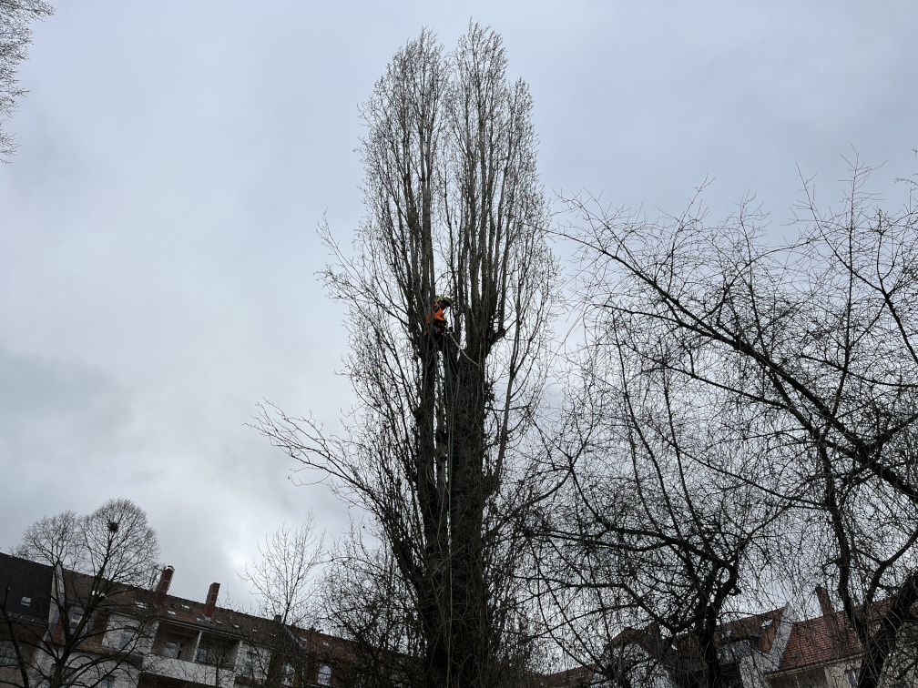 Kronensicherungsschnitt einer Pyramidenpappel in Leipzig/Stötteritz