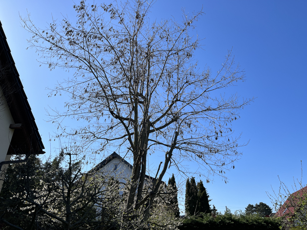 Kronensicherungsschnitt einer Robinie in Leipzig