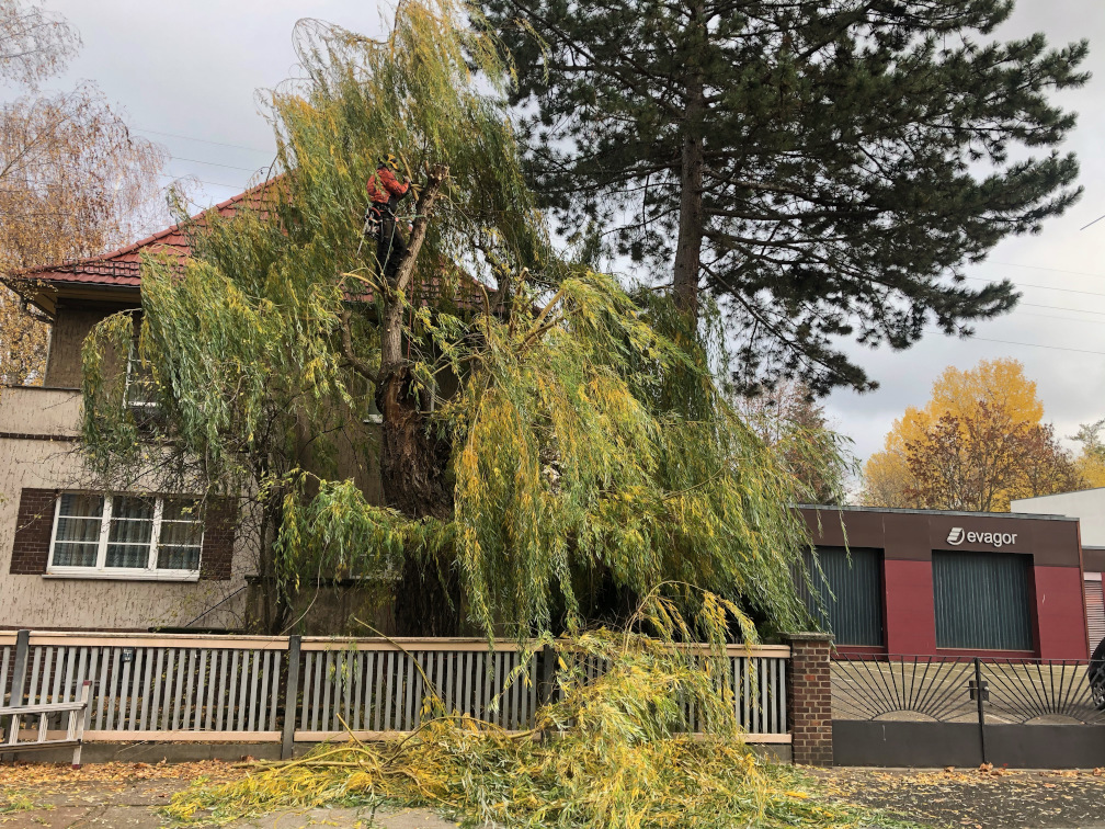Kronensicherungsschnitt einer Weide in Leipzig-Schönefeld